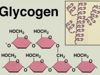 The molecular structure of Glycogen